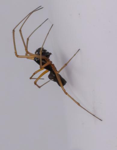 Linyphiinae